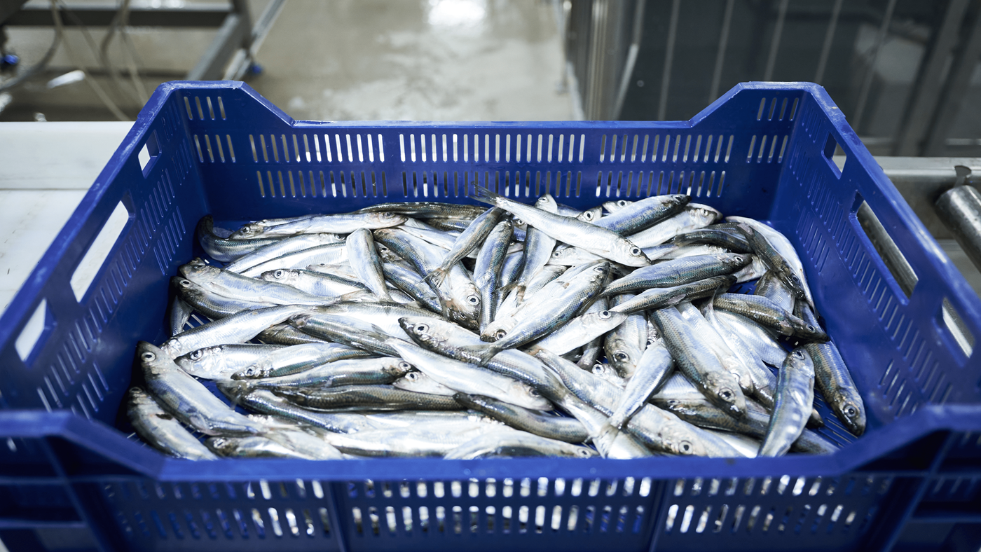 Fischkiste wird von Roboter verpackt